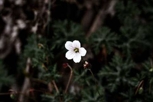A single white flower is growing in the middle of a forest