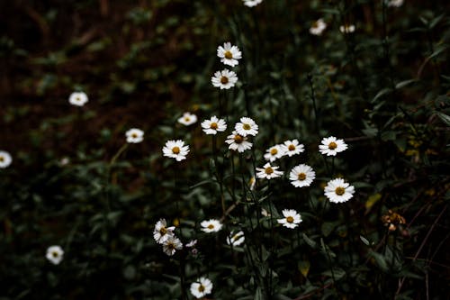 Fotobanka s bezplatnými fotkami na tému biele kvety, buš, bylinky