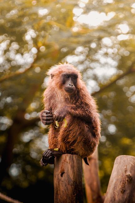 Close-up of a macaque monkey sitting on wooden posts in Indonesia. Captures wildlife and nature charm.