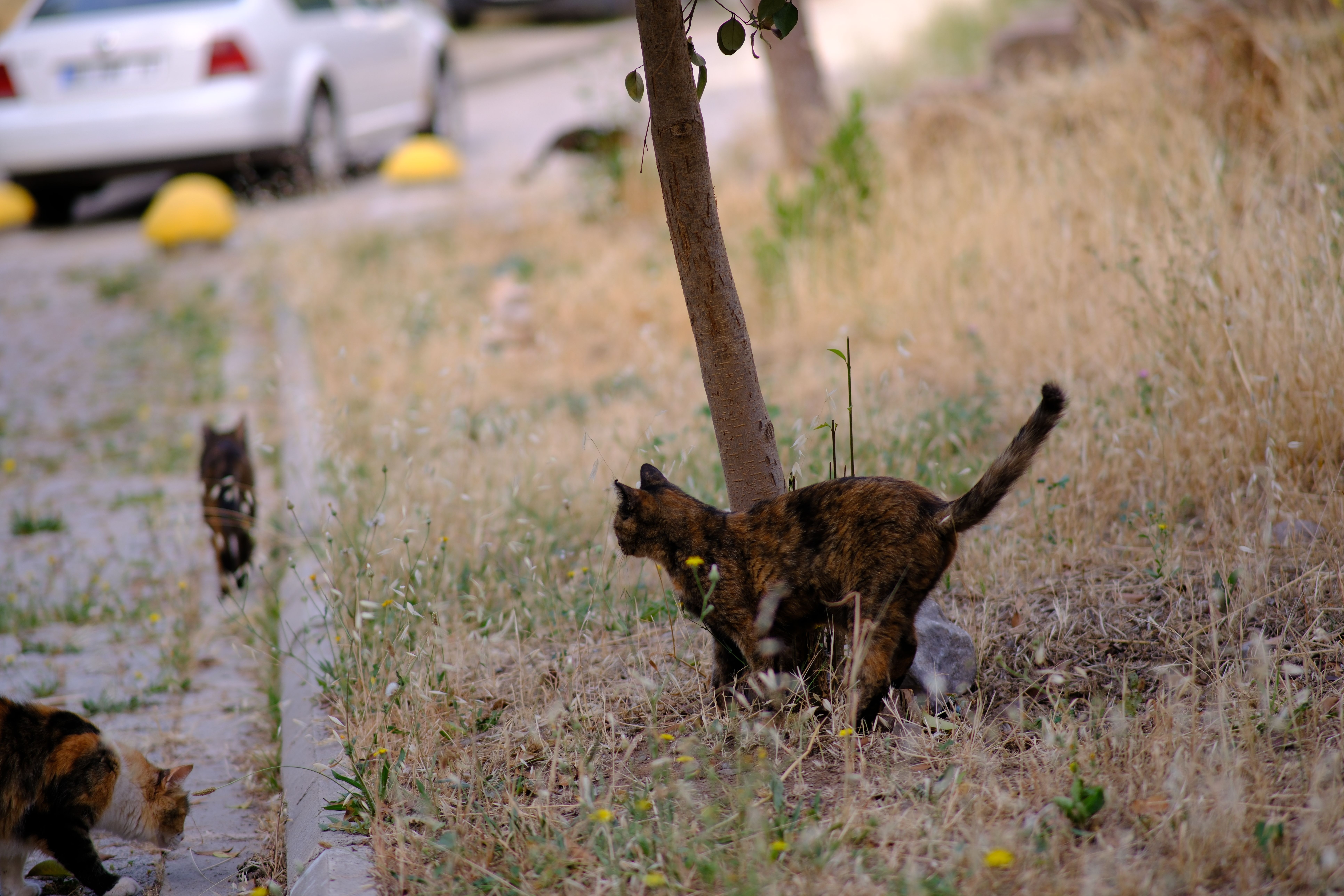 A group of stray cats roaming in a grassy area by a road in Bornova, İzmir.