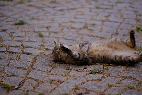 Free A playful tabby cat rolls on a cobblestone street in Bornova, İzmir, Türkiye. Stock Photo