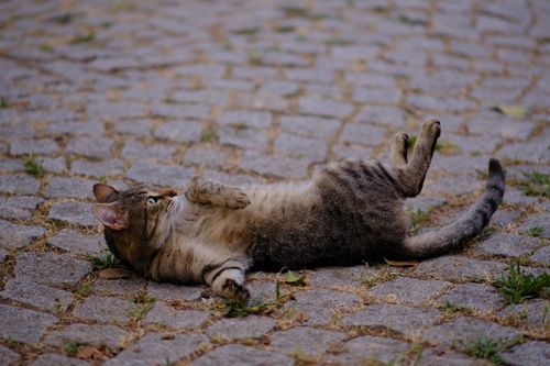 Free A playful tabby cat lying on cobblestone street in Bornova, İzmir, Türkiye. Humorous animal scene. Stock Photo