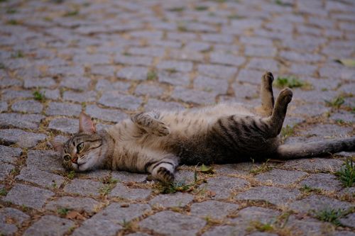 Free A playful tabby cat lying on cobblestones in Bornova, İzmir, Türkiye. Stock Photo