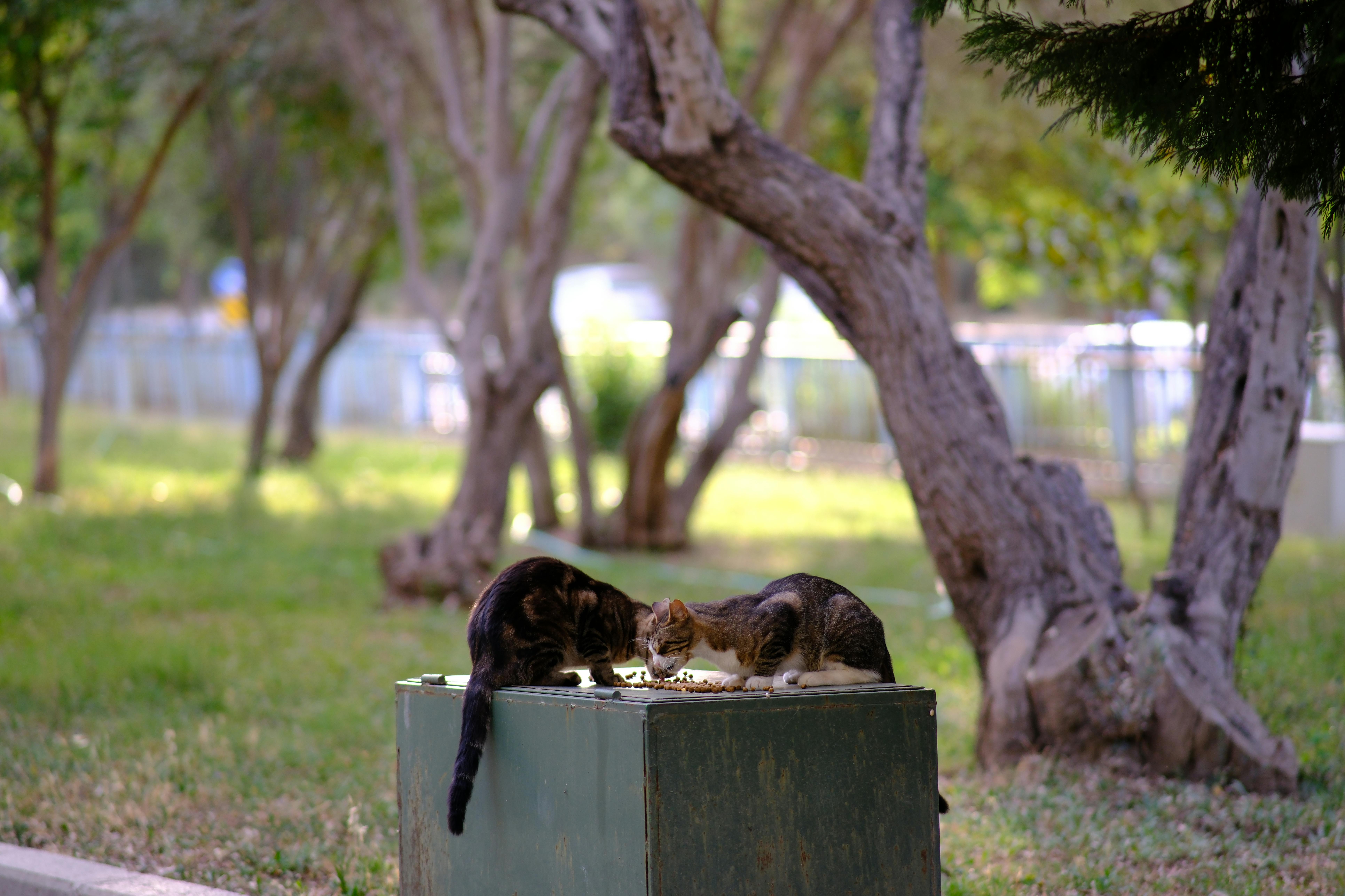 Stray Cats Eating Food at Park