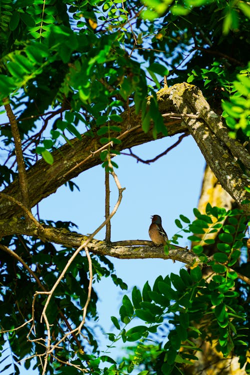 A bird is perched on a tree branch