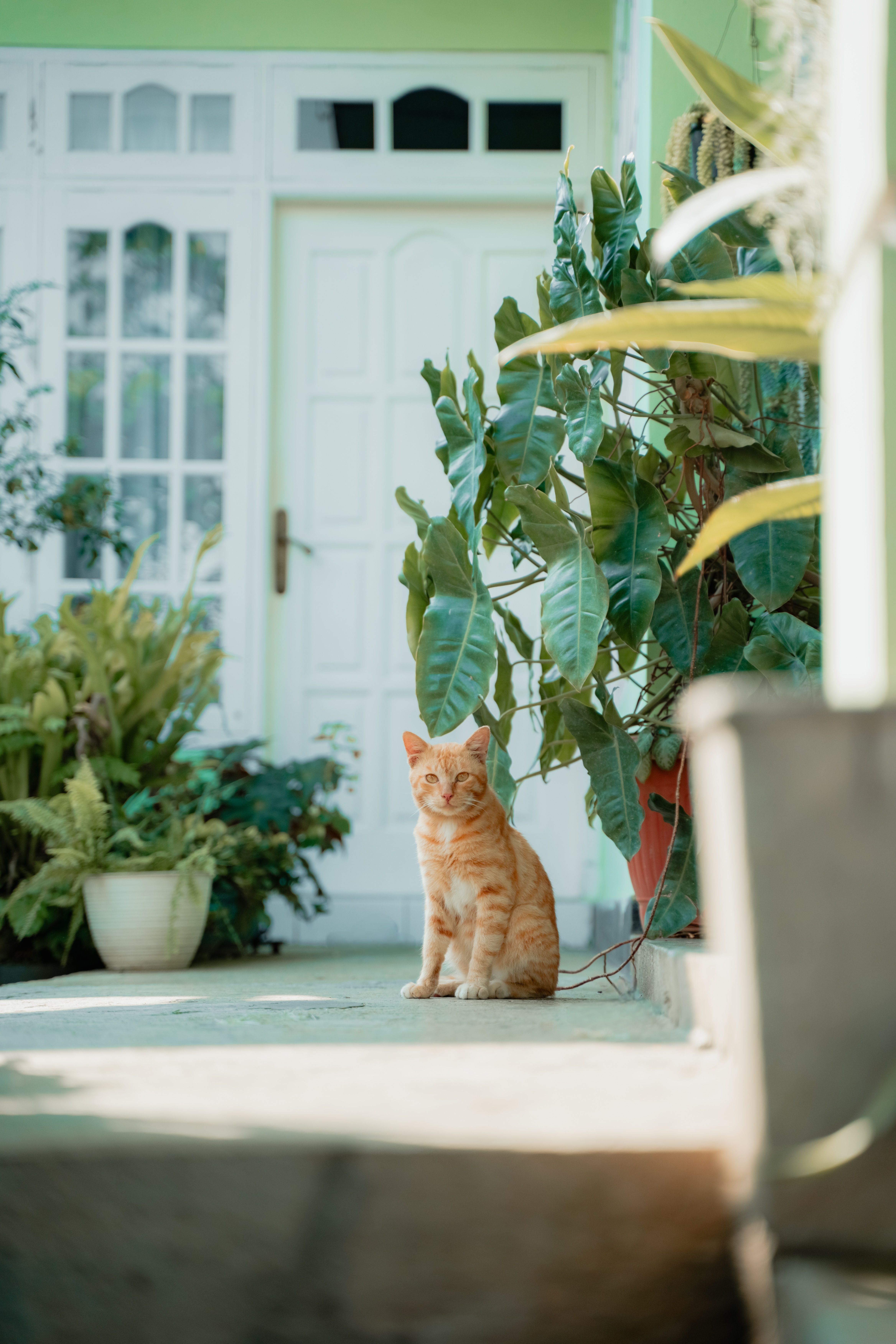 Gratuit Photos gratuites de @extérieur, adorable, amoureux des plantes Photos