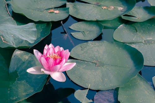 Imagine de stoc gratuită din lotus