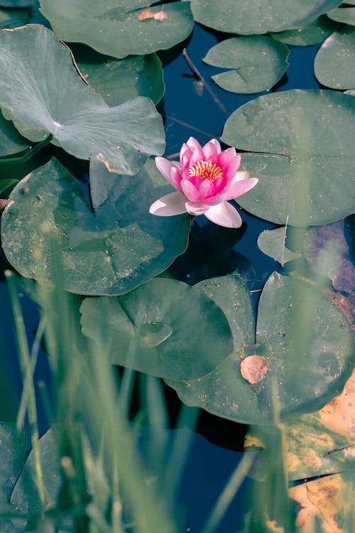 Imagine de stoc gratuită din lotus, nanjing