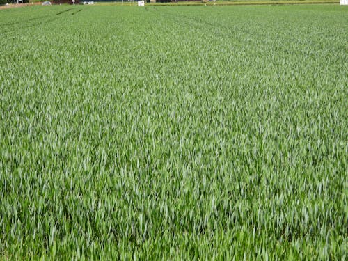 Základová fotografie zdarma na téma cereální, chleba, farma