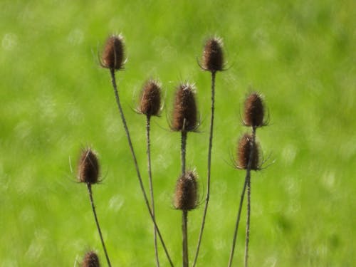 Základová fotografie zdarma na téma cereální, chleba, farma