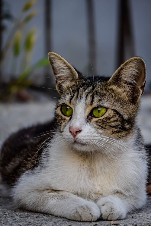 Free Charming close-up portrait of a tabby cat with striking green eyes. Perfect capture of feline grace. Stock Photo