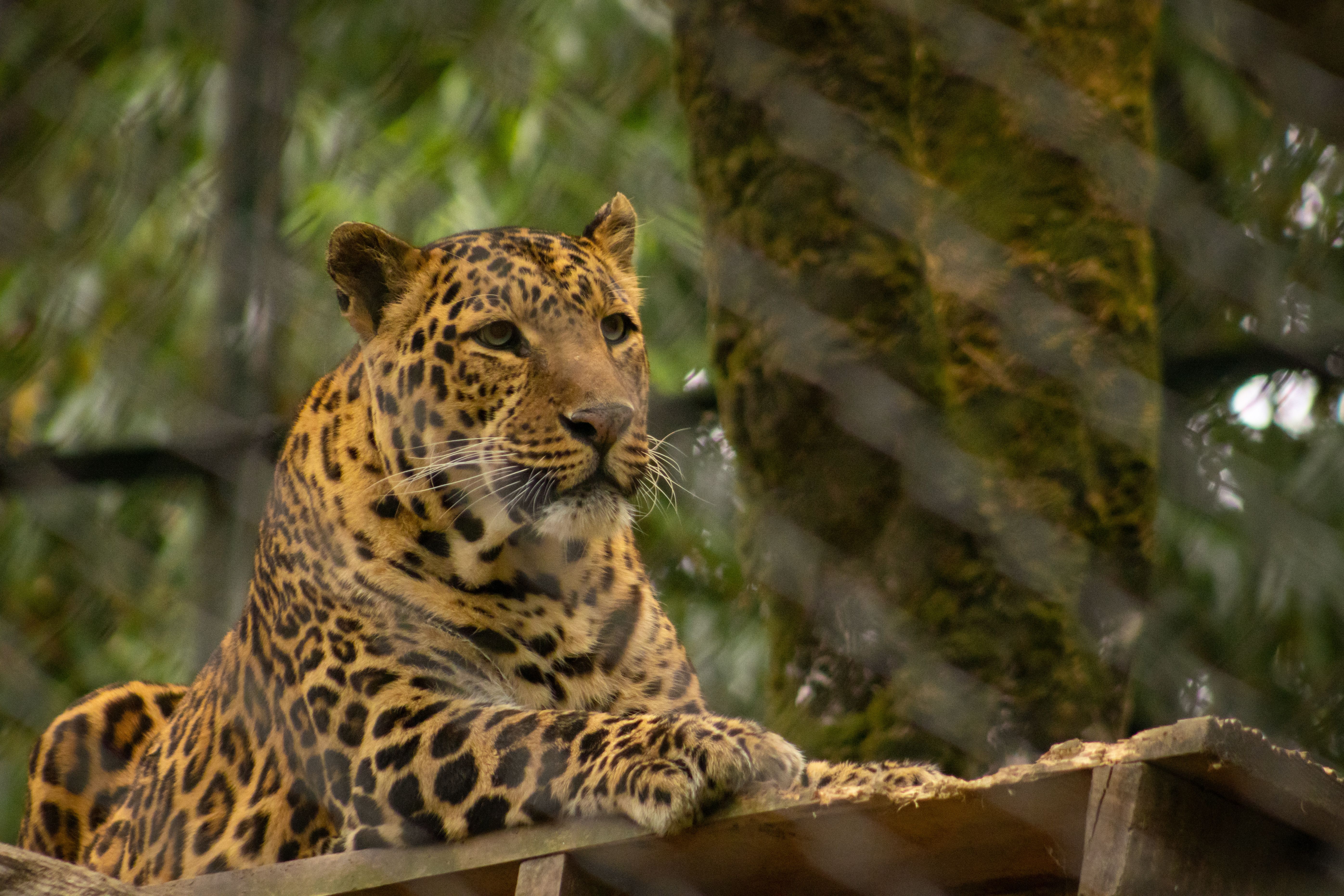 A cheetah lies calmly in a zoo, showcasing its beautiful spotted coat.