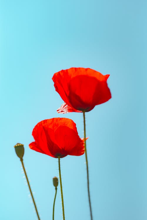 Two red poppies against a blue sky