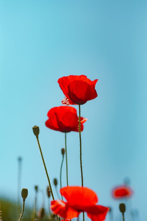 Poppies in the field against a blue sky