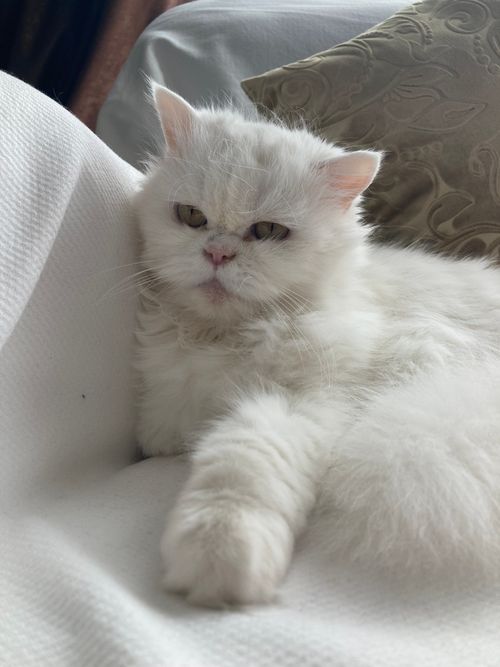 Free A cute white Persian cat lying on a couch indoors, showcasing its fluffy fur and serene expression. Stock Photo
