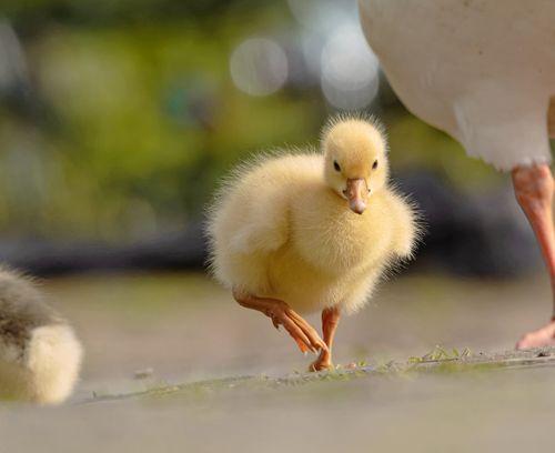 Free Close-up of a cute duckling walking on a path in a sunny, natural setting. Stock Photo
