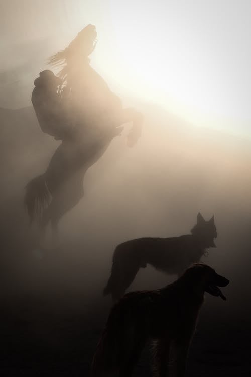 A man riding a horse in the fog with two dogs