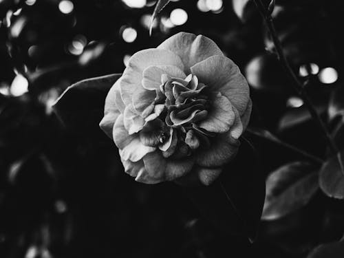 Kostnadsfri bild av blomma, svartvit