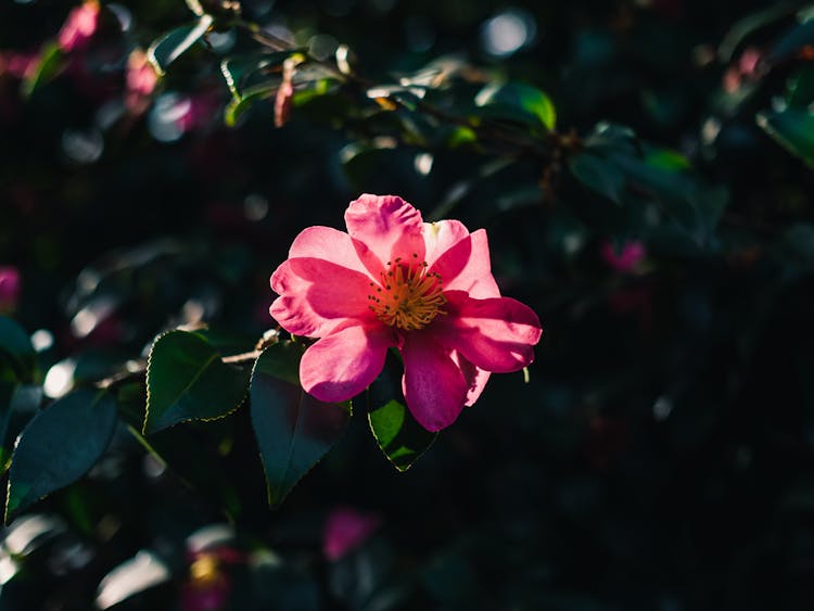 Pink Camellia Flower