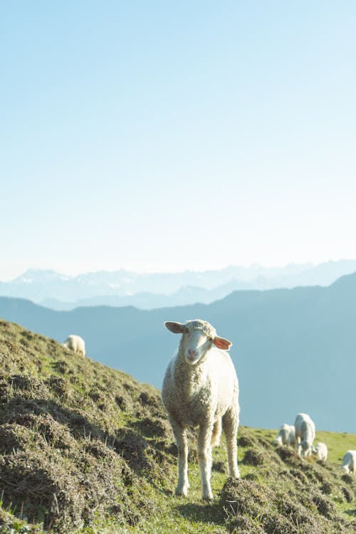 Schapen Die Hallo Zeggen