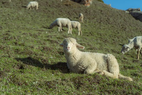 動物, 可愛, 哺乳動物 的 免费素材图片