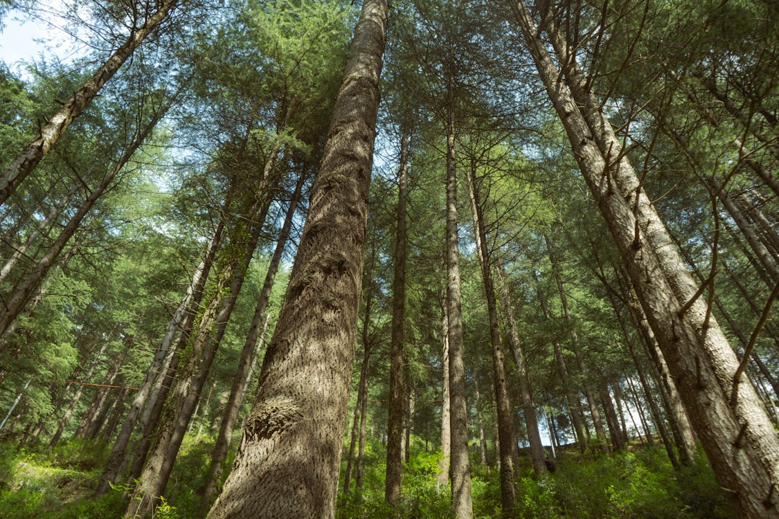 Ilmainen kuvapankkikuva tunnisteilla auringonvalo, havupuut, kasvikunta