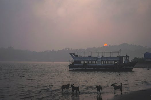 Serene sunset over Chapora River with dogs playing near a boat.
