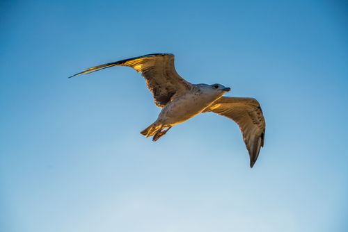 Free A lone seagull gracefully flying against a clear blue sky, captured in İstanbul. Stock Photo
