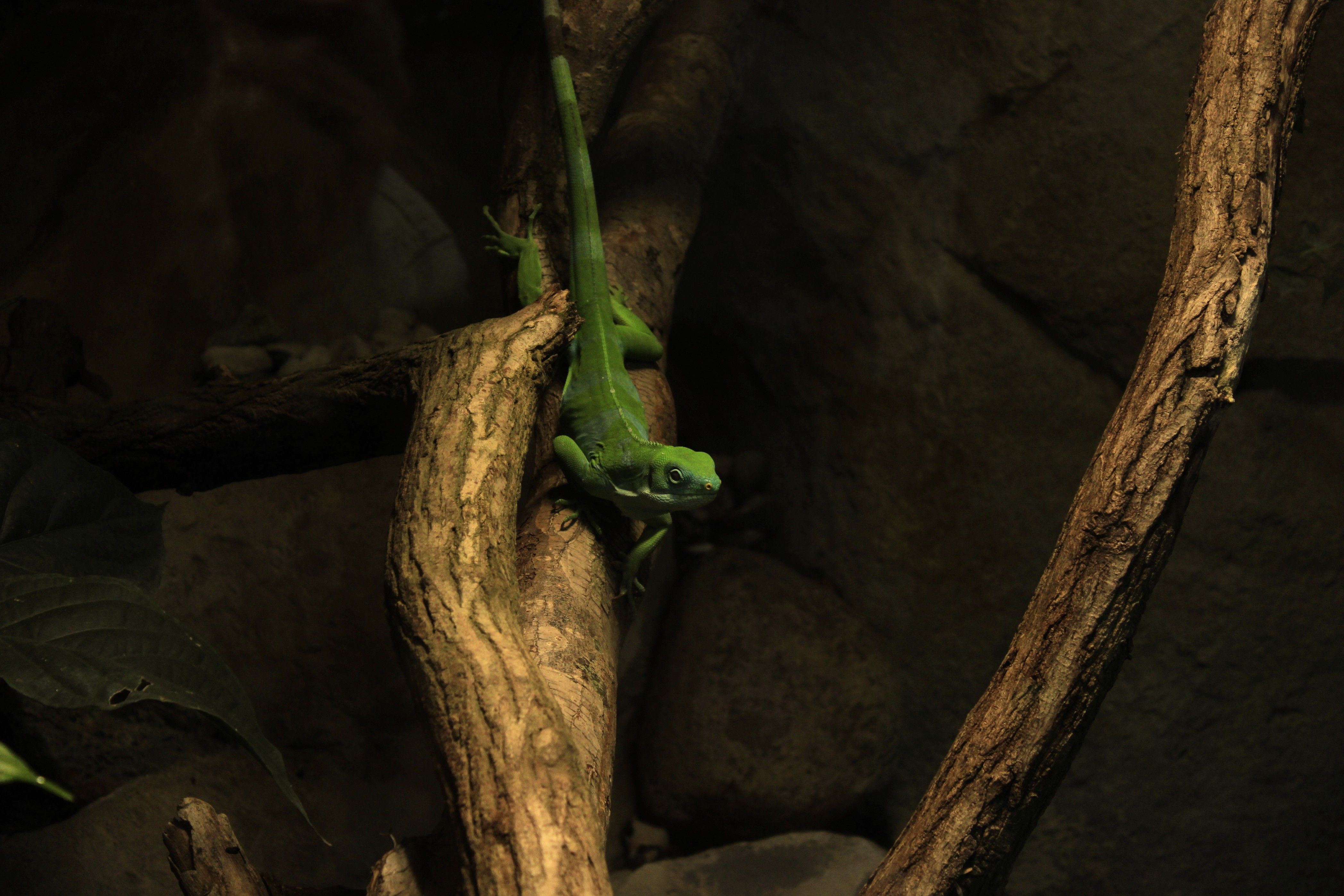 Fotomural Una lagartija anole verde posada en una rama de árbol en un hábitat natural.