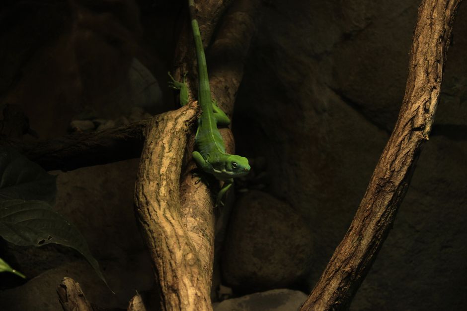 Fotomural Una lagartija anole verde posada en una rama de árbol en un hábitat natural.