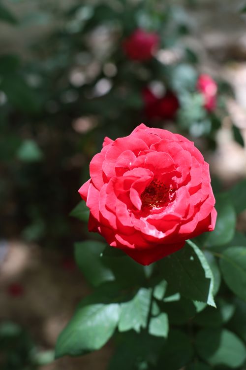 Free Close-up of a vibrant red rose in full bloom with lush green leaves in a garden setting. Stock Photo