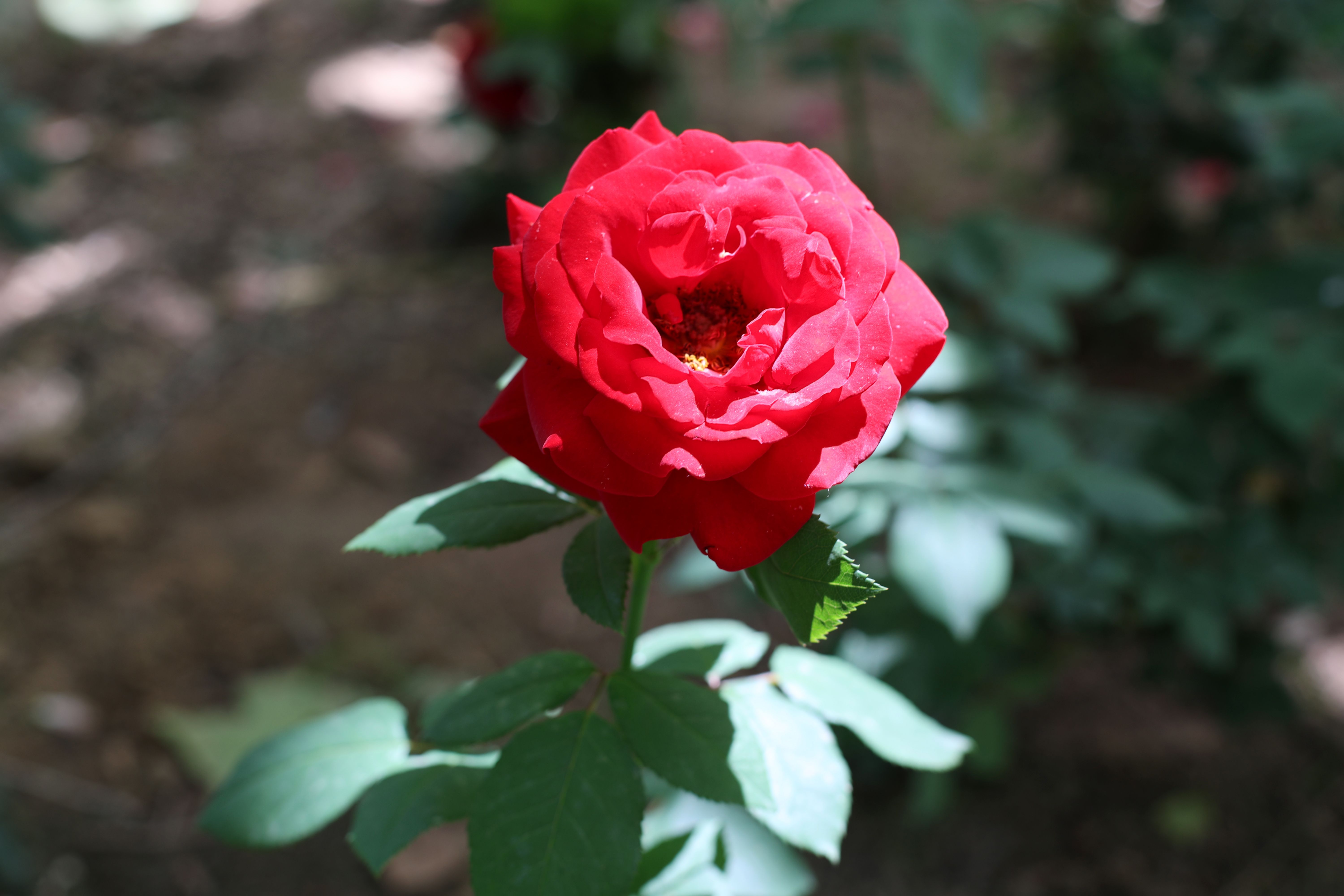 Close-up of a Red Rose · Free Stock Photo