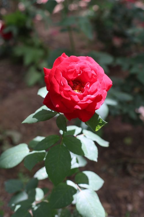 Free Close-up of a vibrant red rose blooming in a lush garden, showcasing its beauty and elegance. Stock Photo