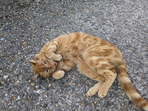 Free A calm ginger cat lying on gravel, captured from a high angle view. Stock Photo