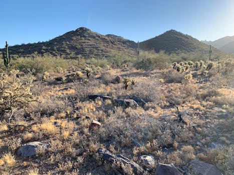 日落时分，沙漠景观优美，山丘与仙人掌错落有致，展现出干旱地形的独特之美