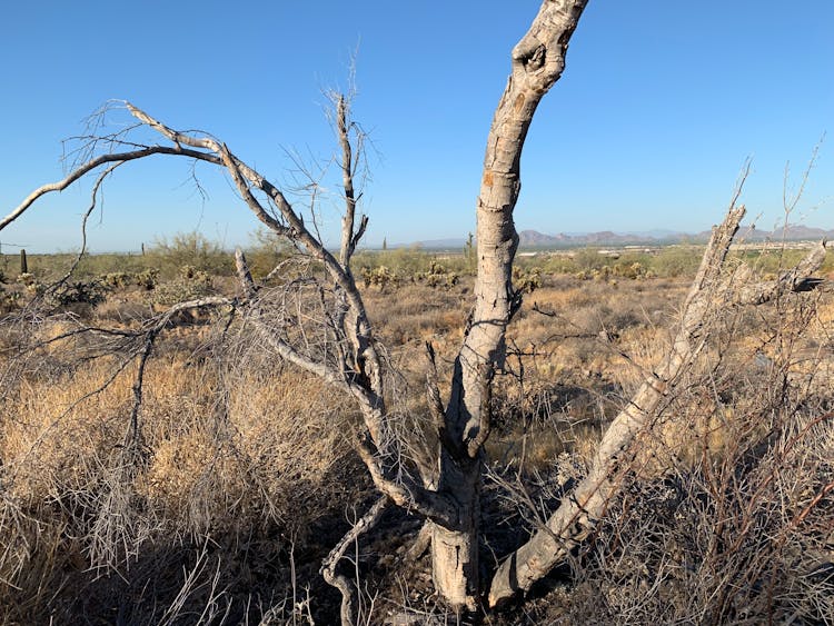 Single Tree On Wasteland