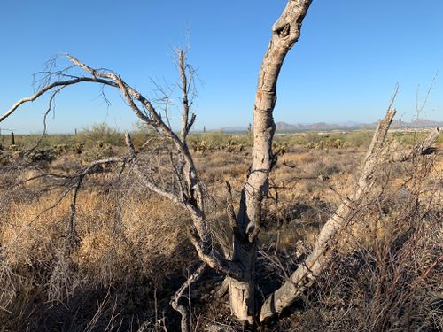 Free A solitary barren tree stands in an arid desert landscape with a clear blue sky. Stock Photo