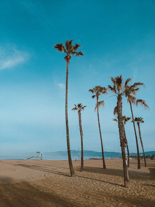 Palmiers Verts Près De La Plage Sous Un Ciel Bleu