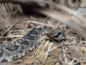 Photo of a rattle snake