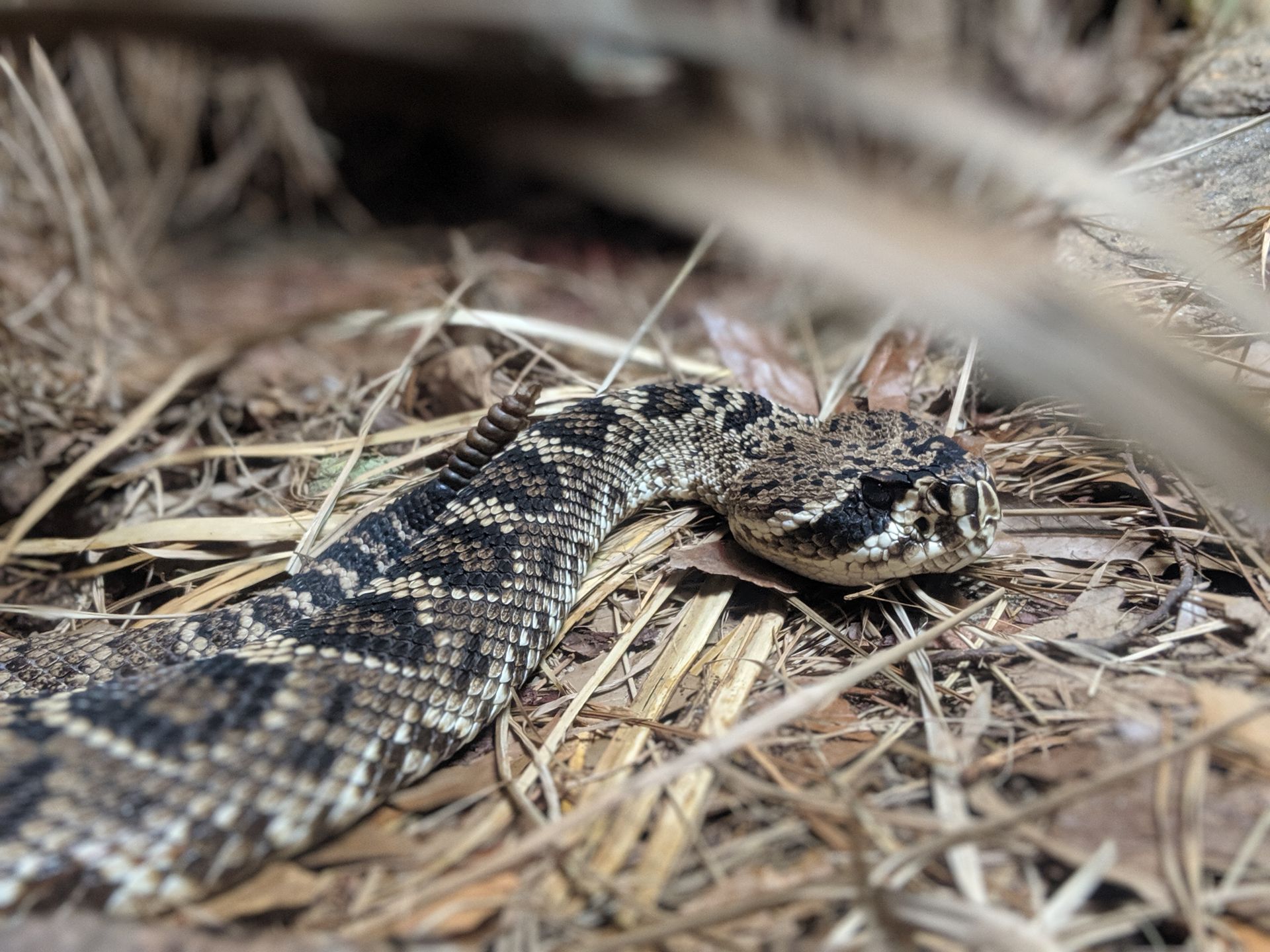 Photo of a rattle snake
