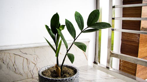 Foto profissional grátis de folha de outono, fotografia da natureza, fotografia de plantas