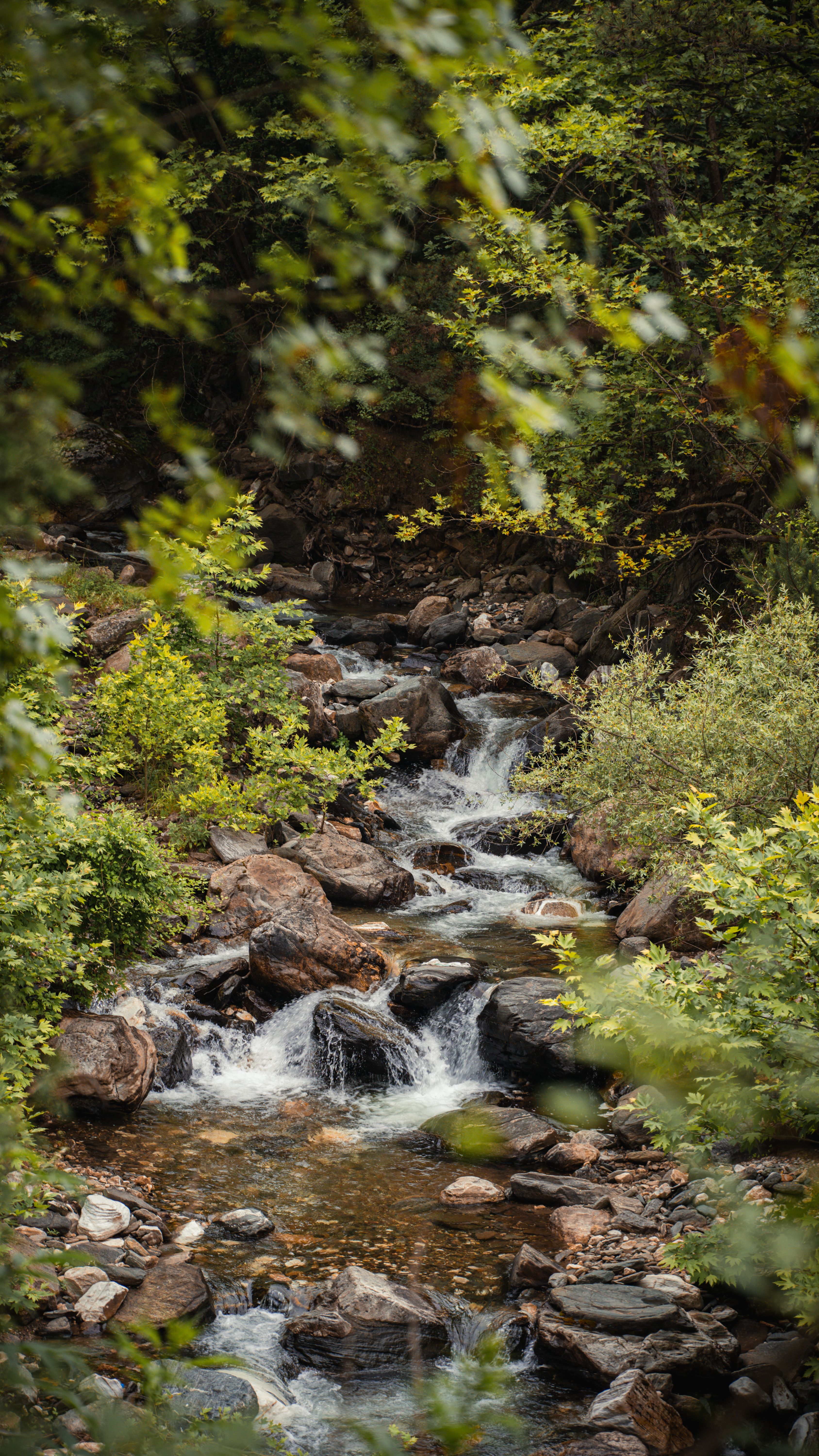 Serene cascading stream winding through a verdant forest in summer, Bursa, Türkiye.