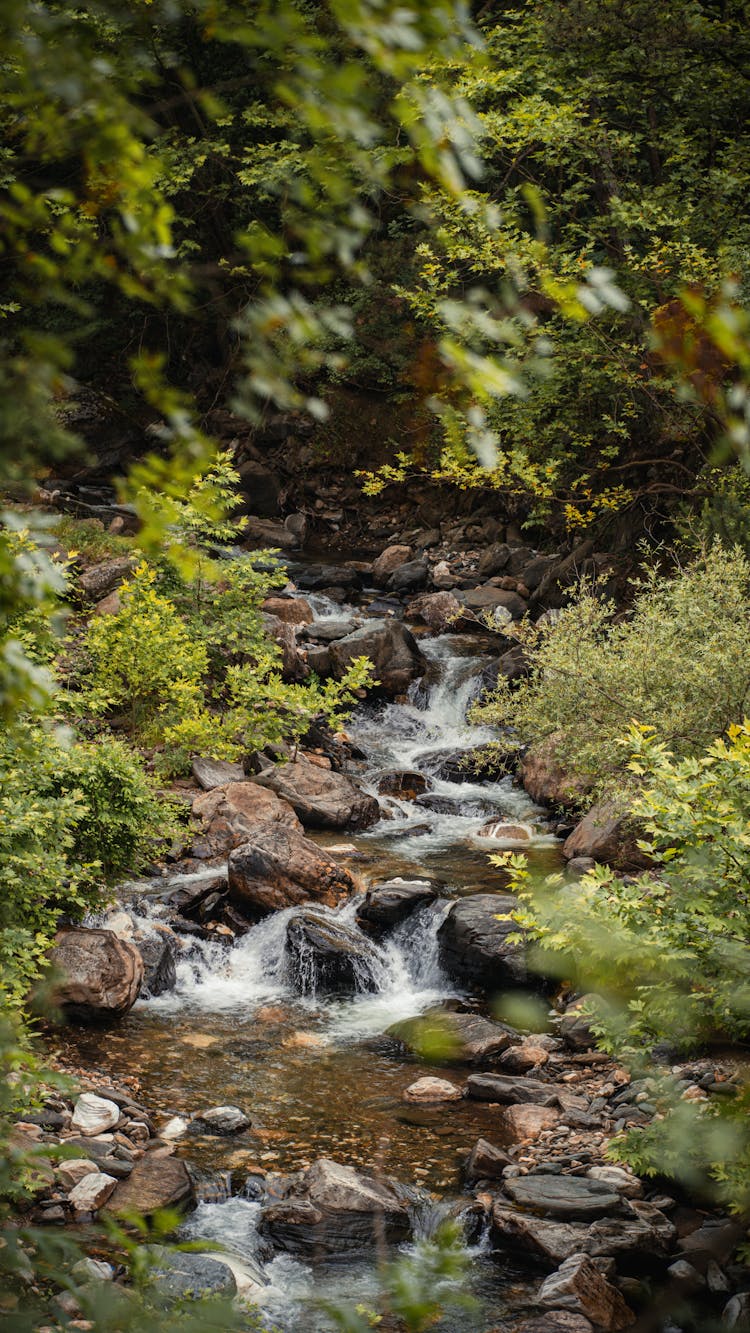 Cascades On A Forest Stream