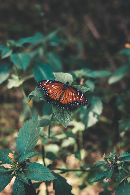 Foto d'estoc gratuïta de artròpode, entomologia, fons de pantalla de la papallona