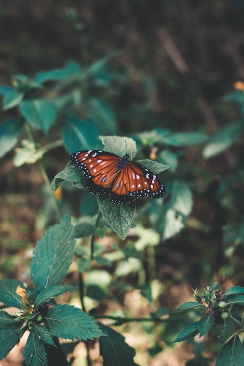 Butterfly Perched on Green Leaves