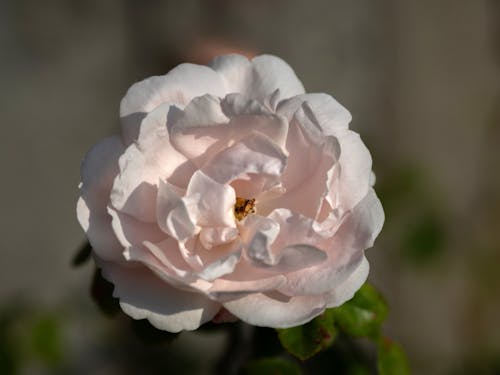 バラ, フローラル, 園芸の無料の写真素材