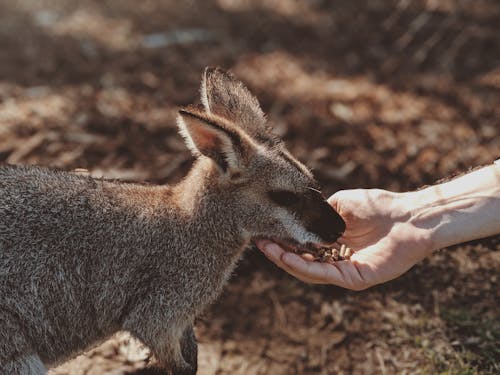 Foto Van Grey Wallaby