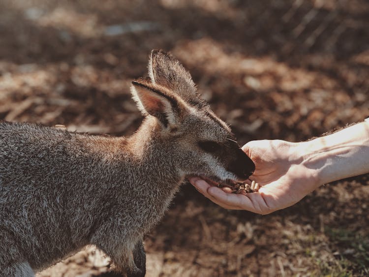 Photo Of Gray Wallaby