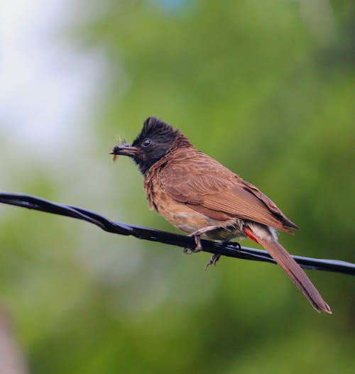 Free stock photo of animal, bird, nature photography