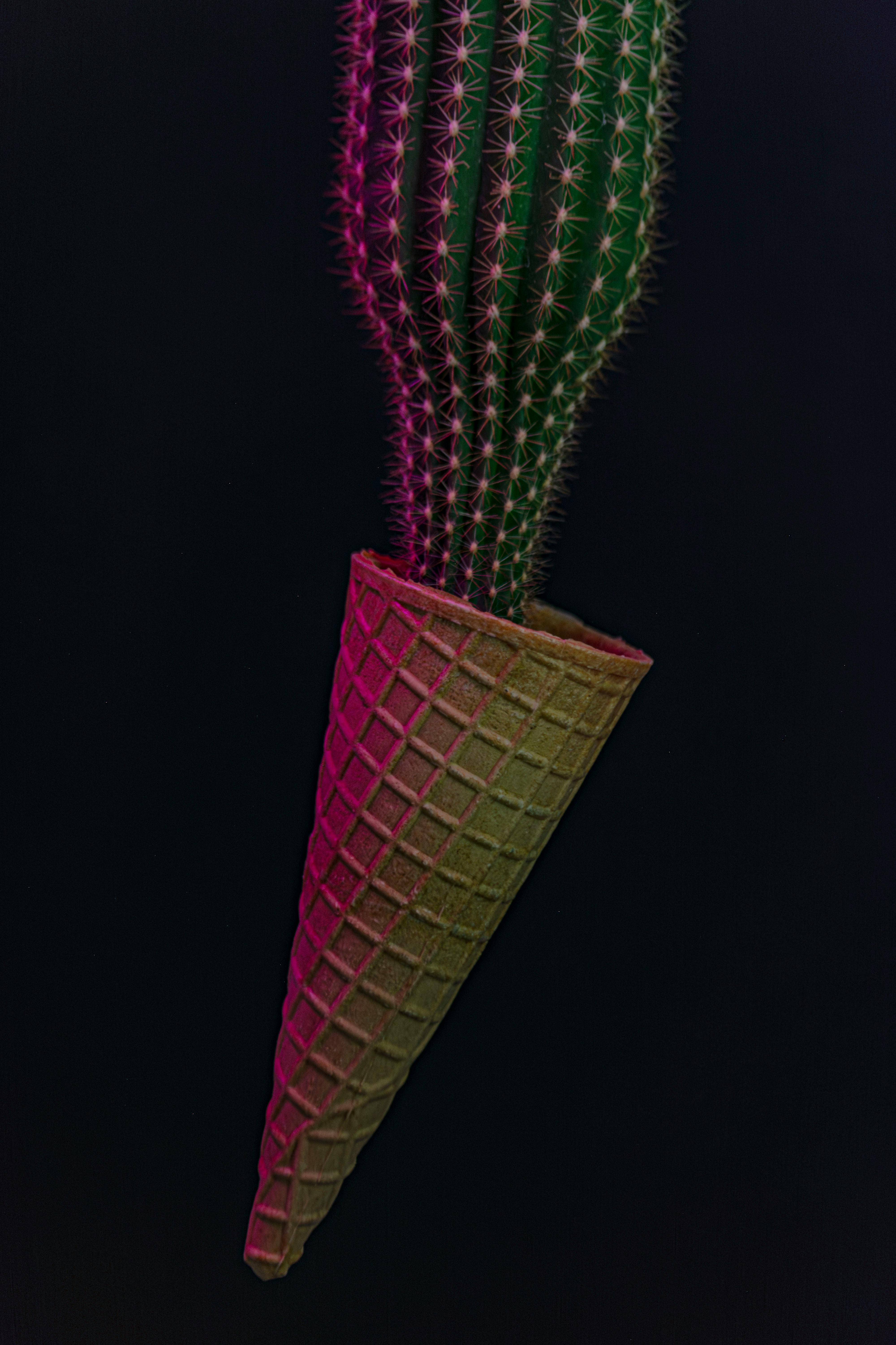 免費 Photoshop, 並列, 仙人掌 的 免費圖庫相片 圖庫相片